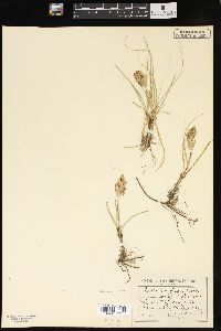 Carex douglasii image