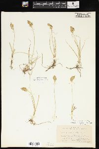 Carex douglasii image