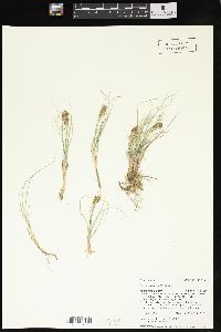 Carex douglasii image