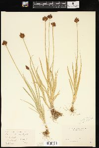 Carex ebenea image