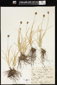 Carex ebenea image