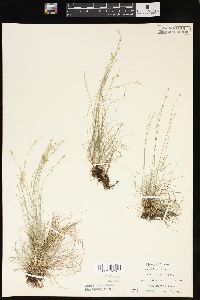 Carex eburnea image