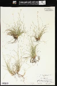 Carex eburnea image