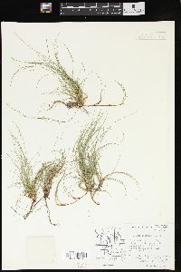 Carex eburnea image