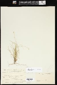 Carex eburnea image