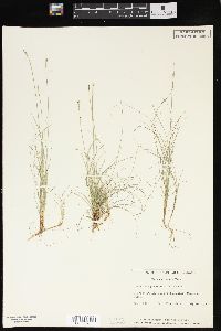 Carex eburnea image