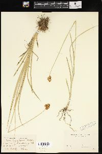 Carex egglestonii image