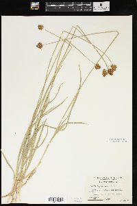 Carex egglestonii image