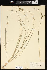 Carex elliottii image