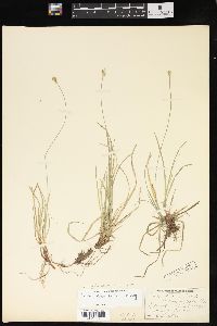 Carex emmonsii image