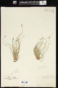 Carex emmonsii image