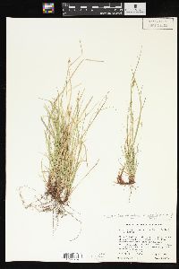 Carex albicans var. australis image