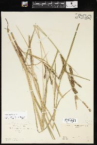 Carex emoryi image