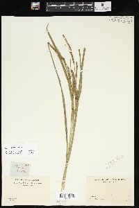 Carex emoryi image