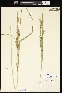 Carex emoryi image