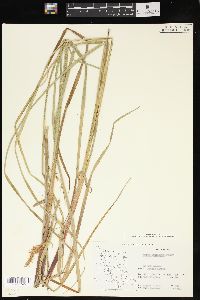 Carex exsiccata image