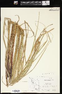 Carex exsiccata image