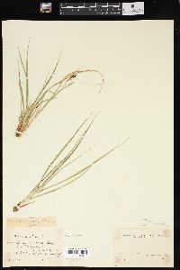 Carex exsiccata image