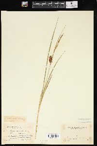 Carex exsiccata image