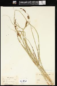 Carex exsiccata image