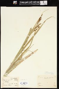 Carex exsiccata image