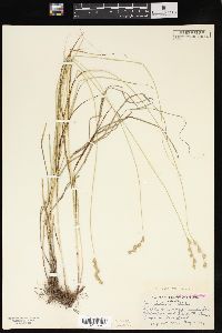 Carex festucacea image