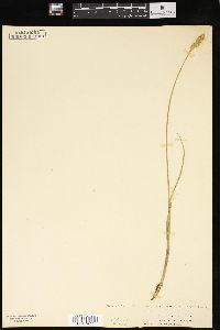 Carex festucacea image