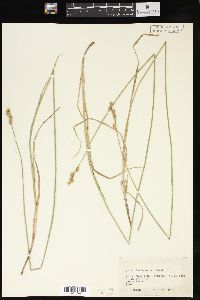 Carex festucacea image