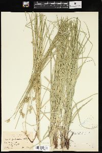 Carex festucacea image