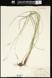 Carex festucacea image