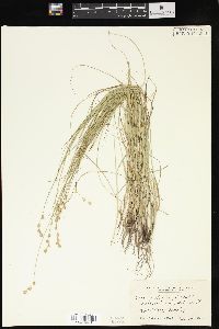 Carex festucacea image