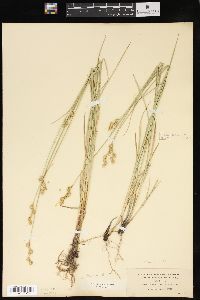 Carex festucacea image