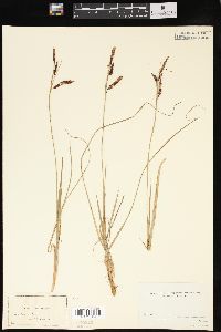 Carex flacca image