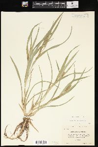 Carex flaccosperma image