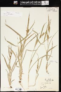 Carex flaccosperma image