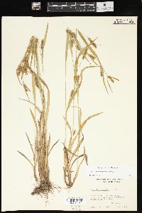 Carex flaccosperma image