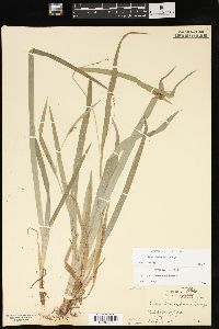 Carex flaccosperma image