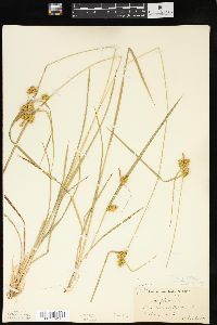 Carex flava image