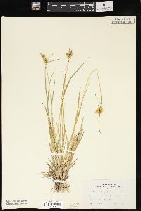 Carex flava image