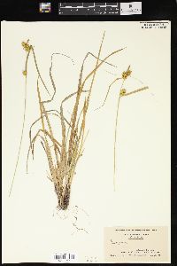 Carex flava image