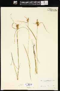 Carex flava image