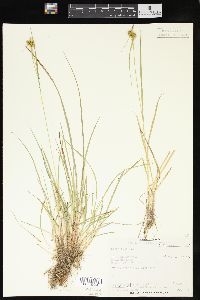 Carex flava image