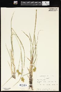 Carex flava image