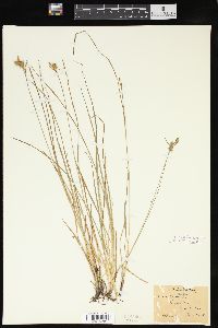 Carex flava image
