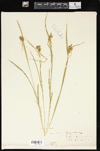 Carex flava image