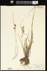 Carex flava image