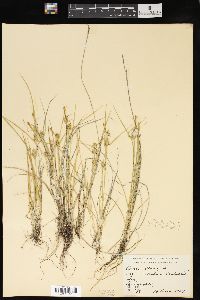 Carex lepidocarpa subsp. lepidocarpa image