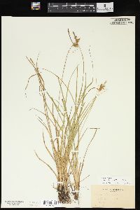 Carex flava image