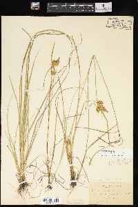 Carex flava image