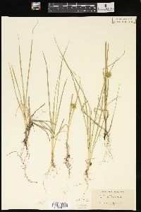 Carex flava image